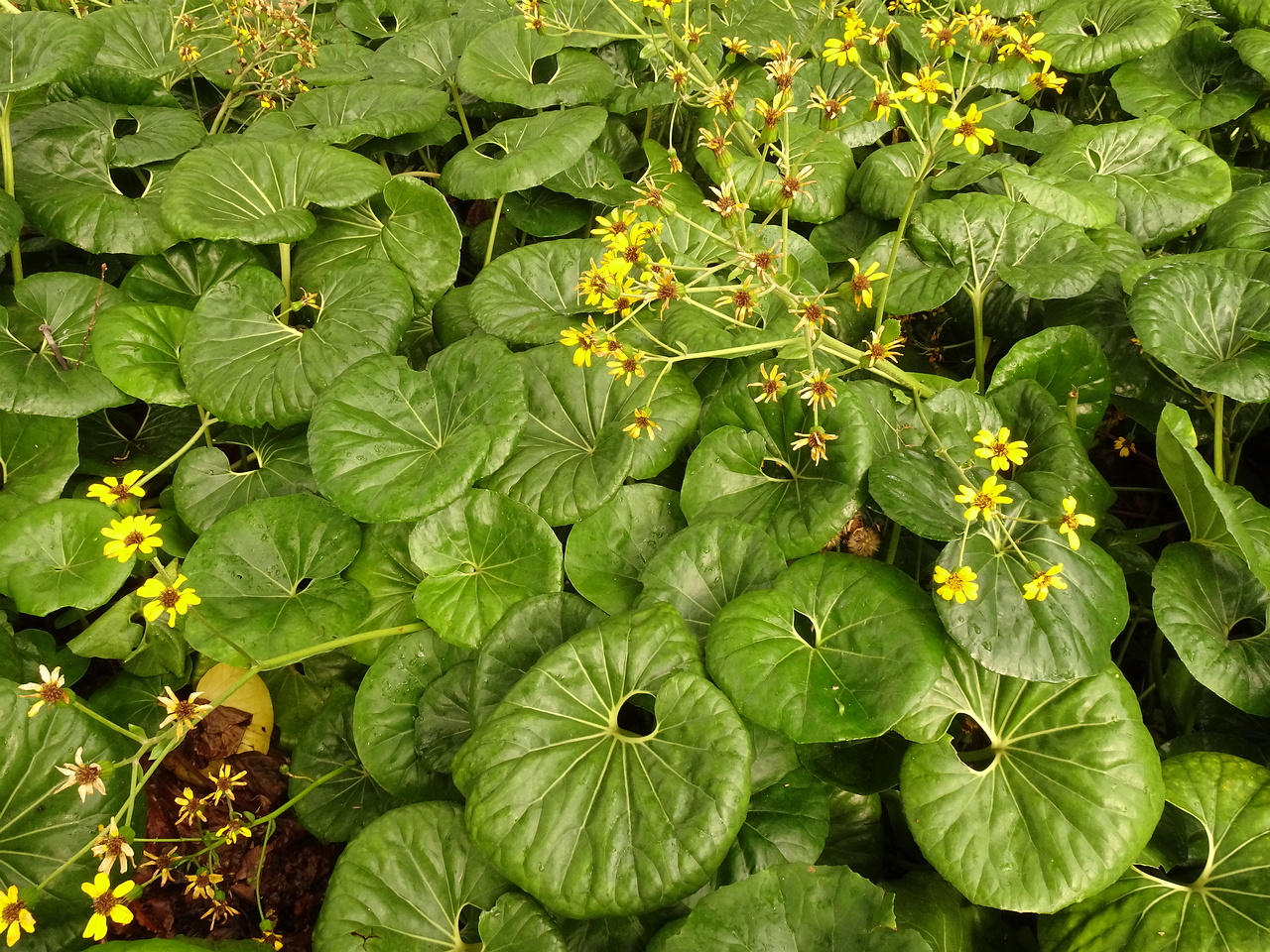 DSC07160