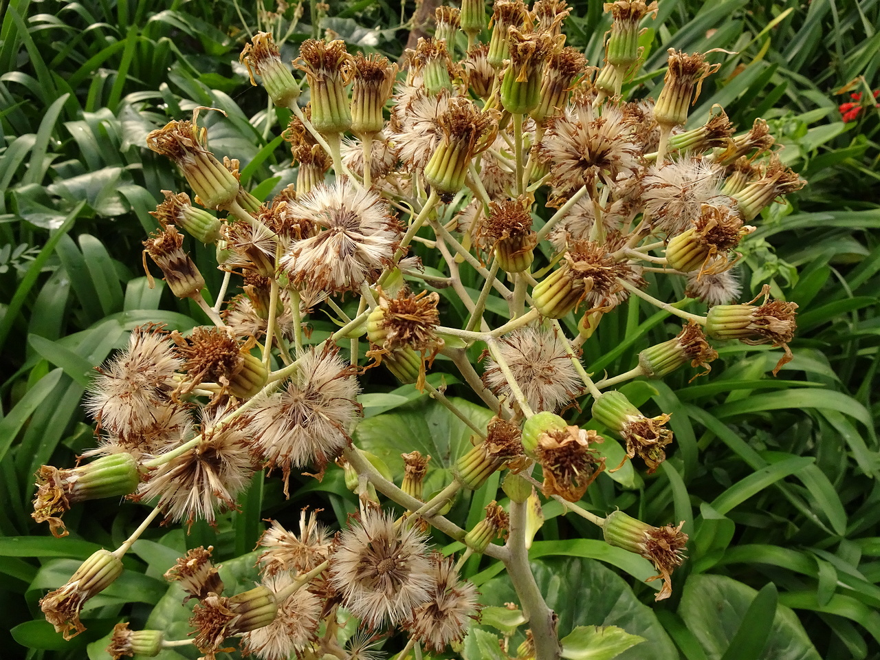 DSC07244