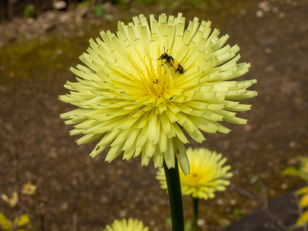 !Urospermum dalechampii _2025-05-13_1-2