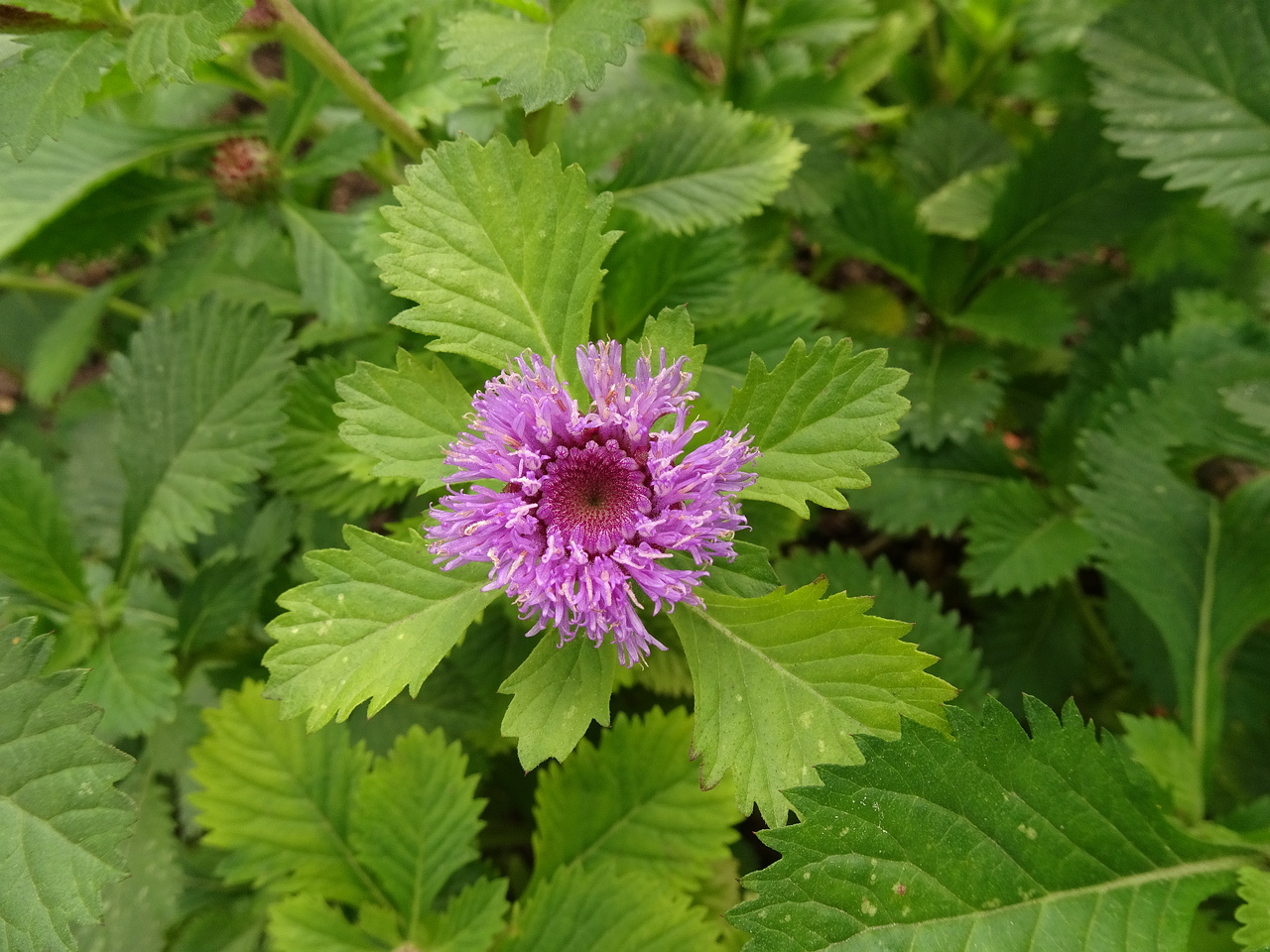 DSC00978