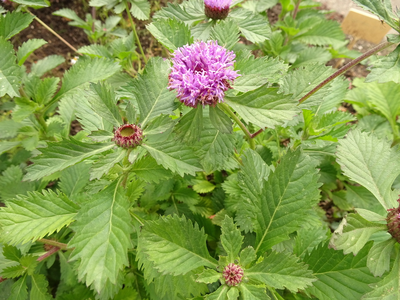 DSC00979