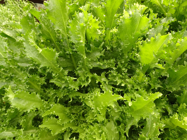 Цикорий салатный, Эндивий - Cichorium endivia