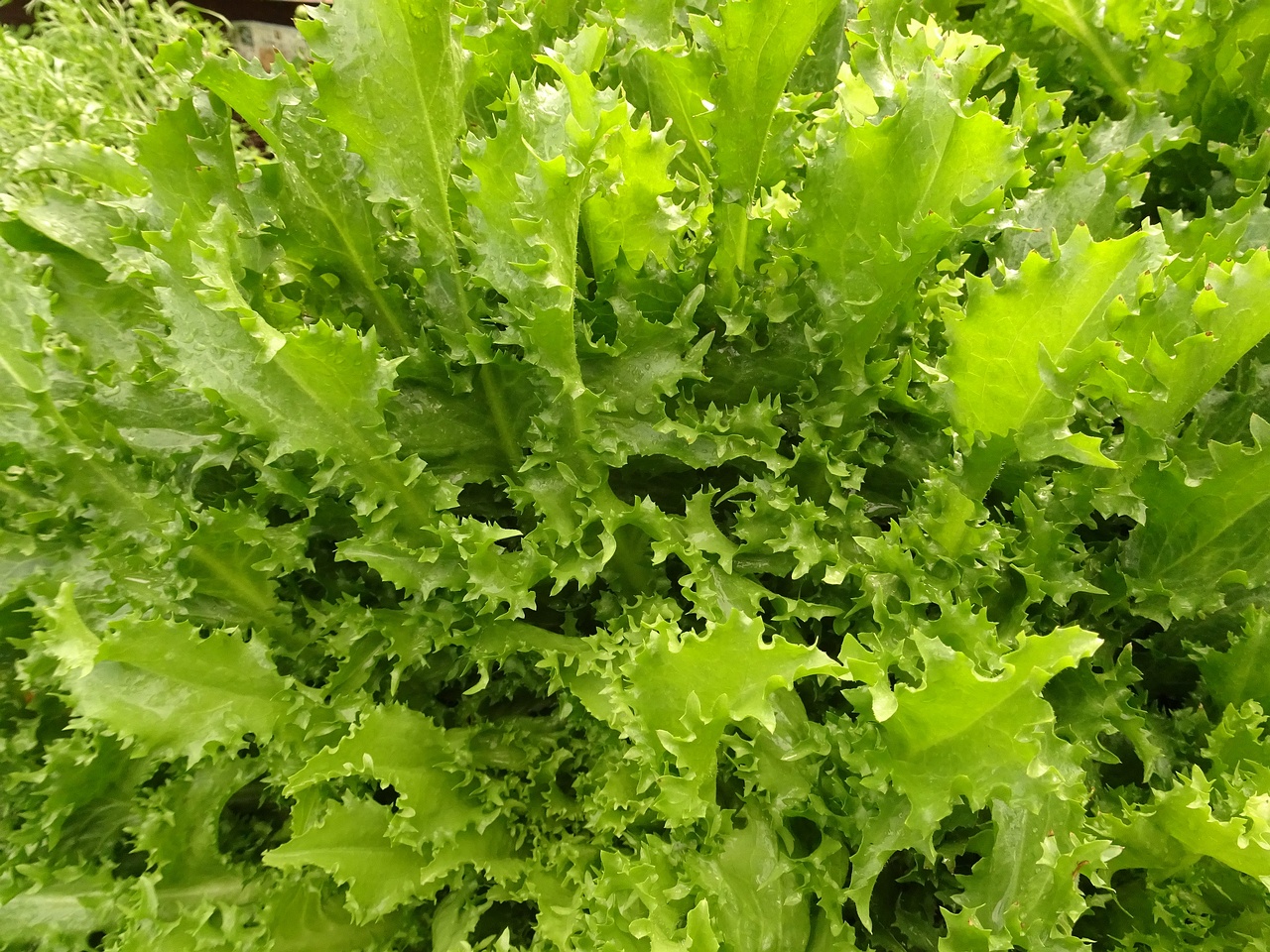 DSC04978
