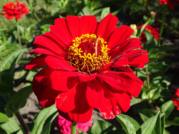 Цинния 'Красный Солмар' - Zinnia 'Solmar Scarlet'