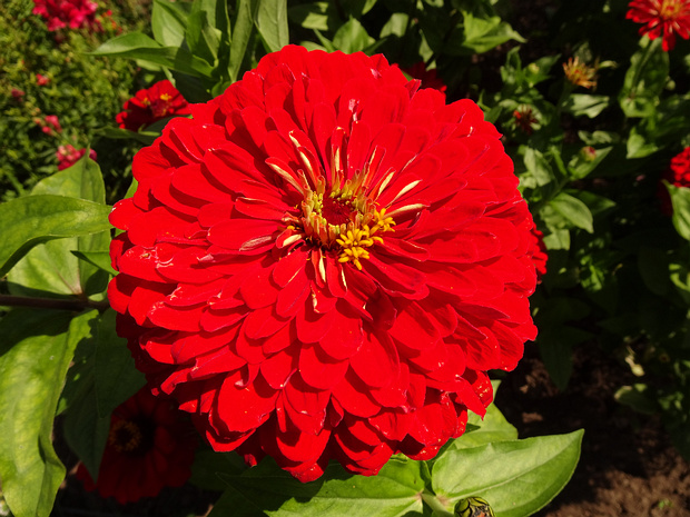 Цинния изящная 'Алое Пламя' - Zinnia elegans 'Scarlet Flame'