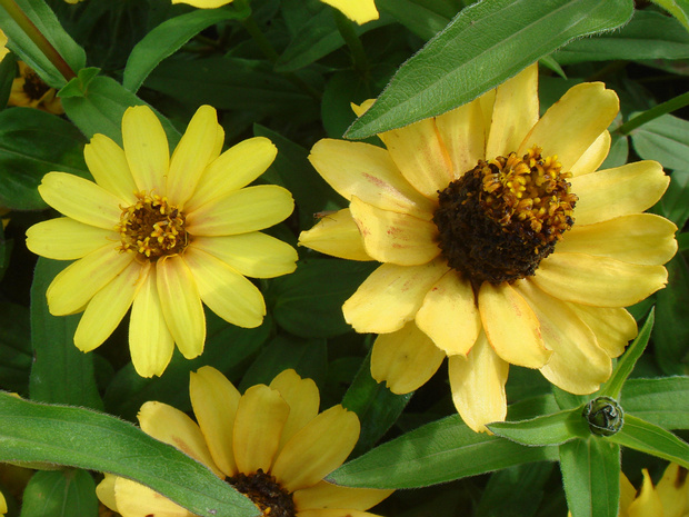 Цинния изящная 'Желтое Изобилие' - Zinnia elegans 'Profusion Yellow'