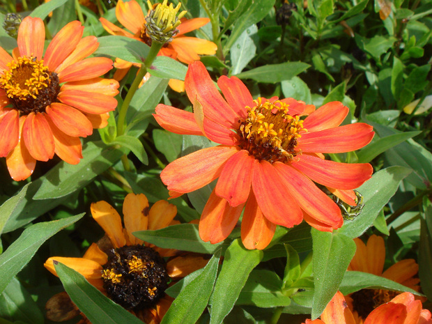 Цинния изящная 'Оранжевое Изобилие' - Zinnia elegans 'Profusion Orange'