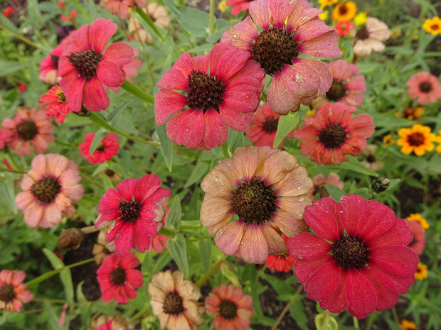 Цинния перуанская - Zinnia peruviana