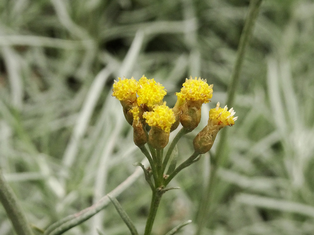 Цмин итальянский - Helichrysum italicum