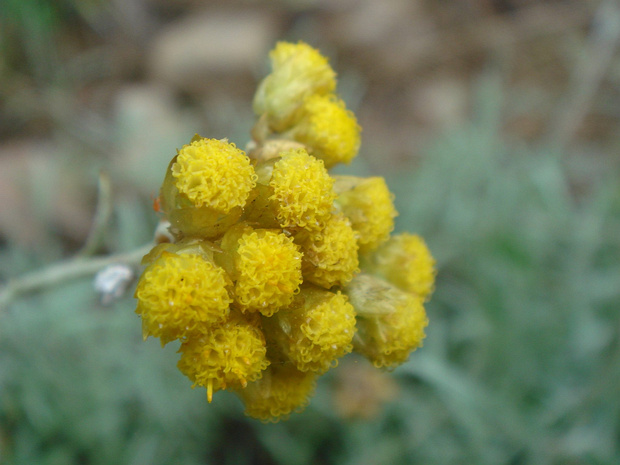 Цмин сильнопахнущий - Helichrysum graveolens
