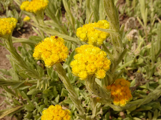 Цмин тяньшанский - Helichrysum thianschanicum