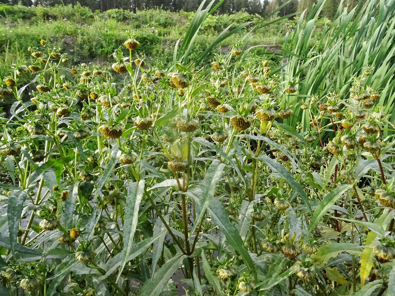 DSC03534