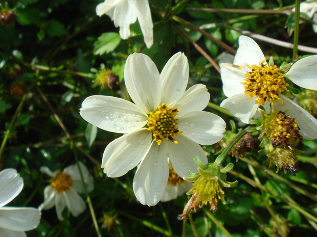 Череда ферулолистная 'Белая Беллами' - Bidens ferulifolia 'Bellamy white'