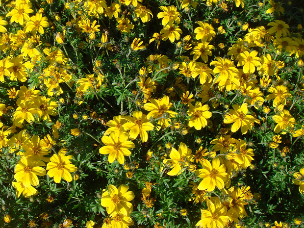 Череда ферулолистная 'Желтые Чары' - Bidens ferulifolia 'Yellow Charm'