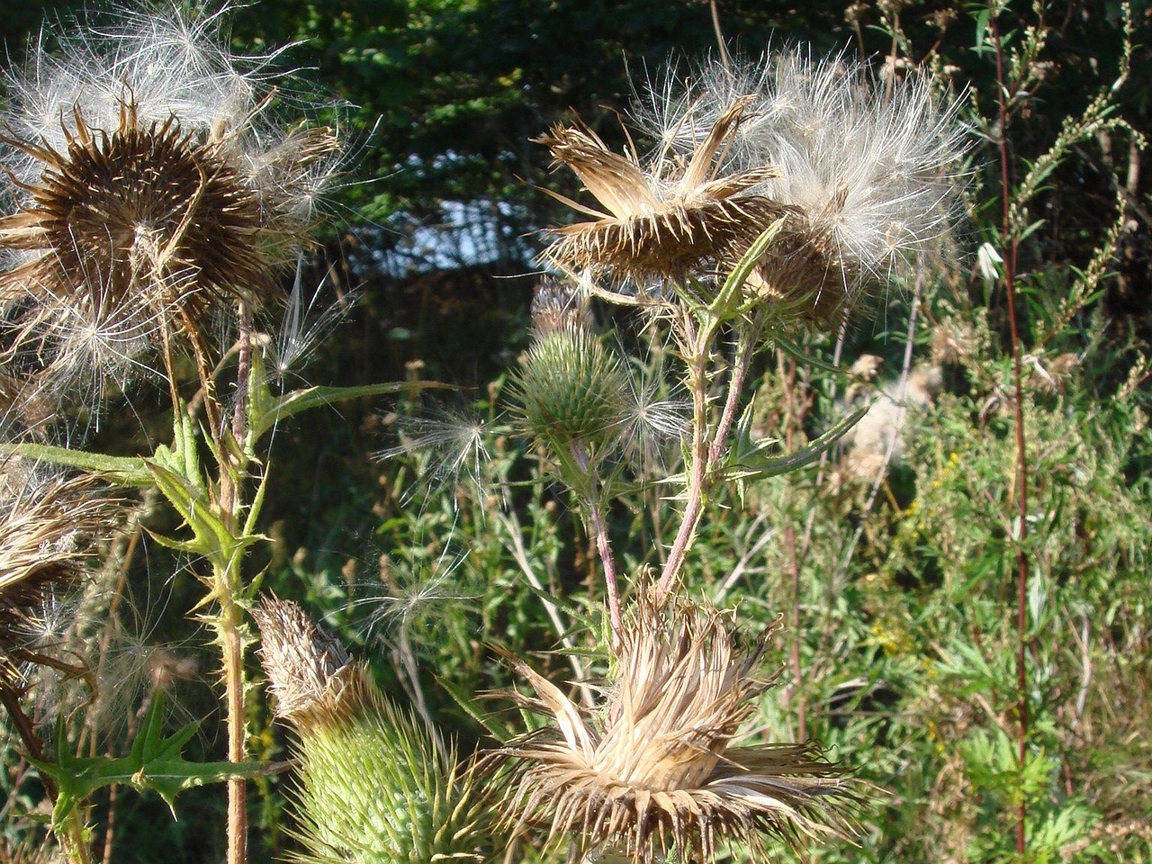 DSC04390