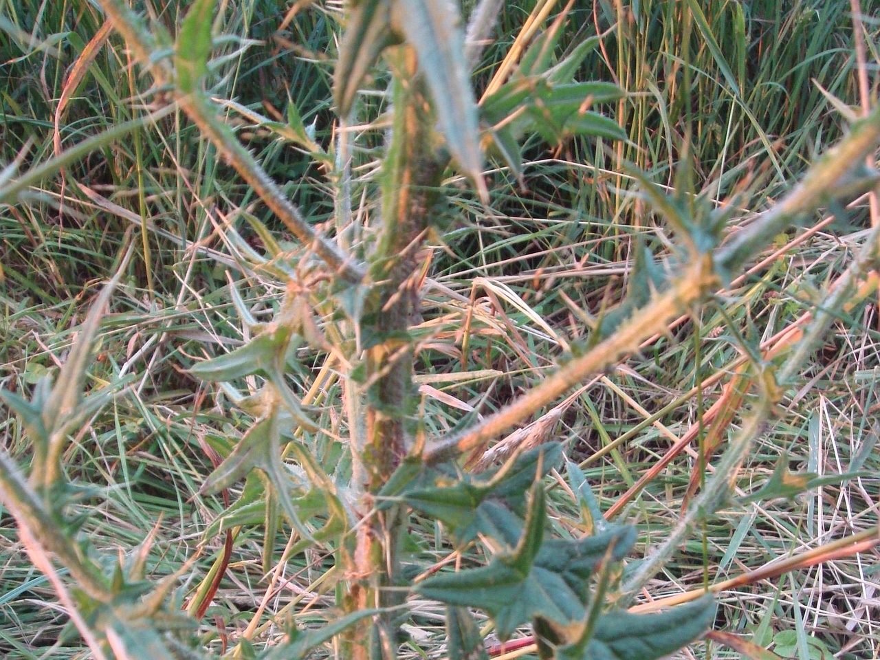 DSC09218