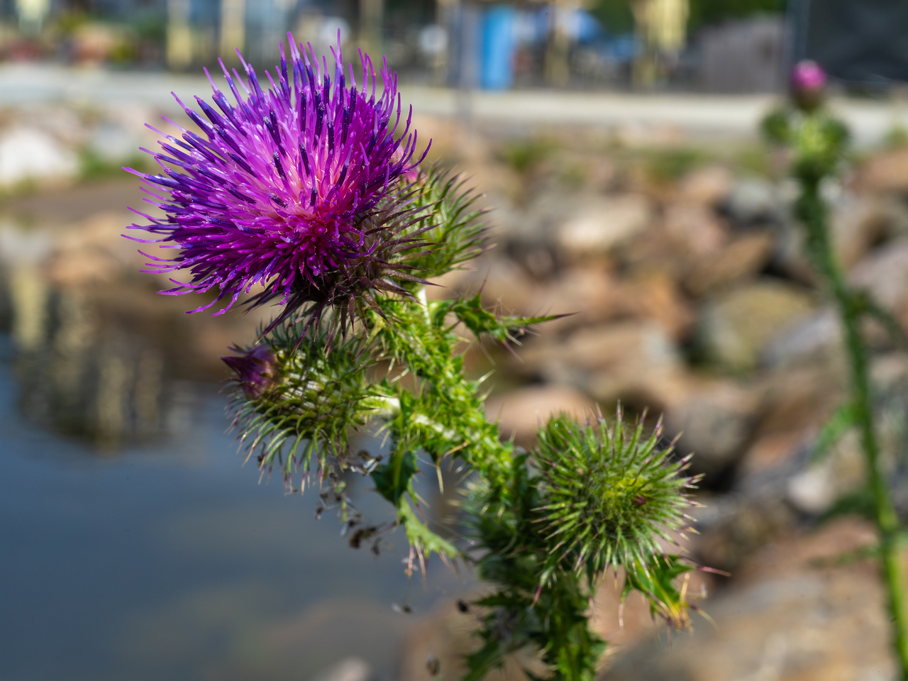 voesu_port_pier_coast_line-26