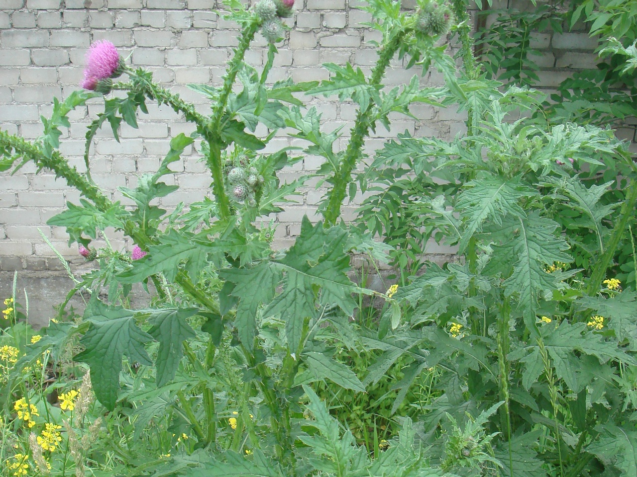 DSC07653