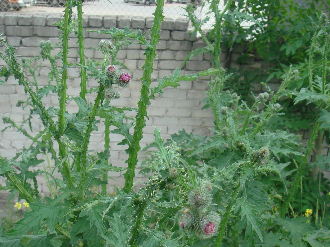 DSC08002