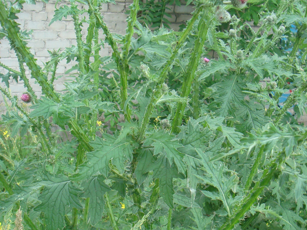 DSC08004