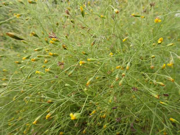 Шкурия перистая - Schkuhria pinnata