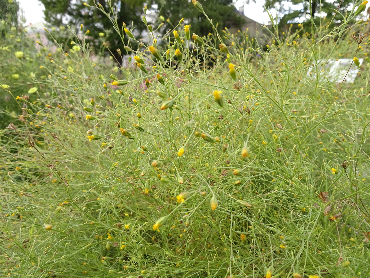 DSC01003