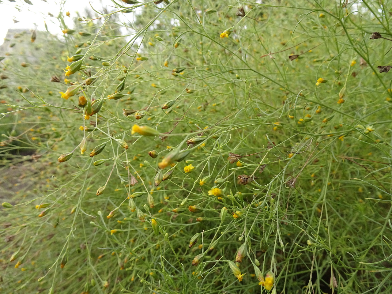 DSC01005