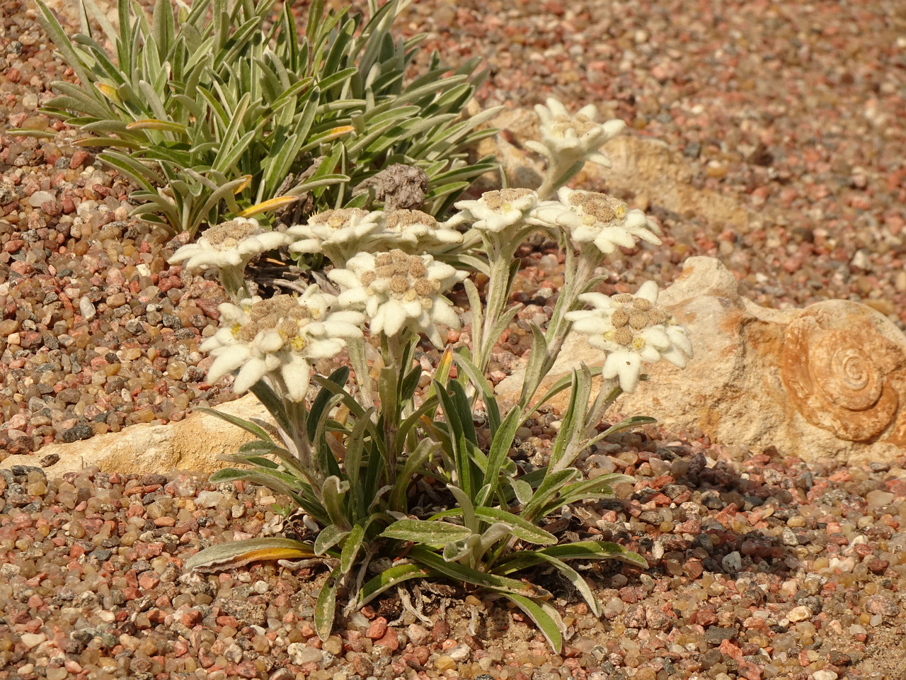 DSC04340