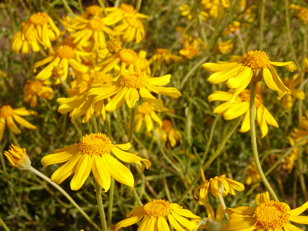 Эриофиллум шерстистый - Eriophyllum lanatum