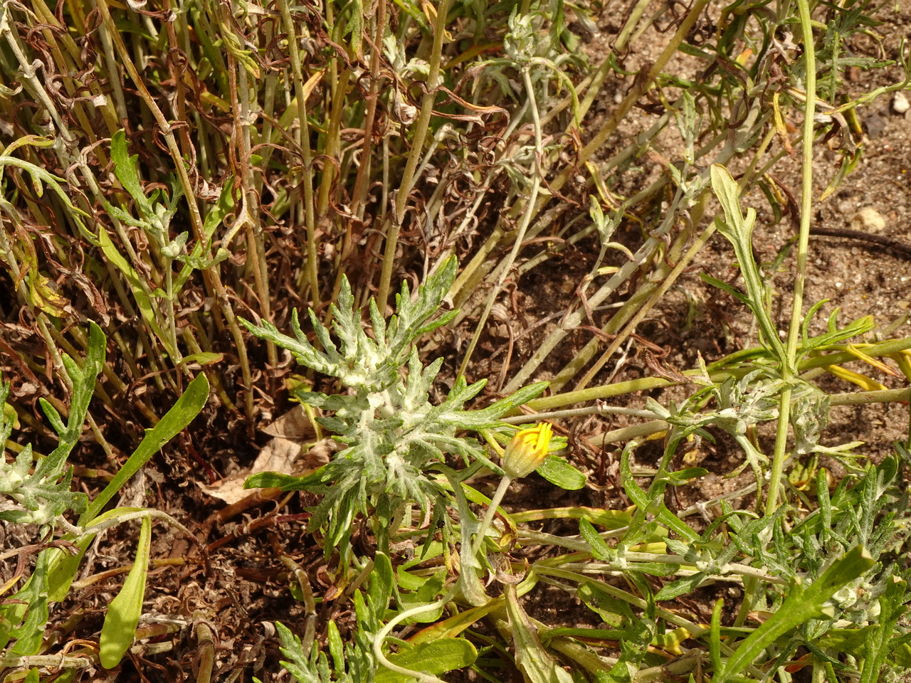DSC04213