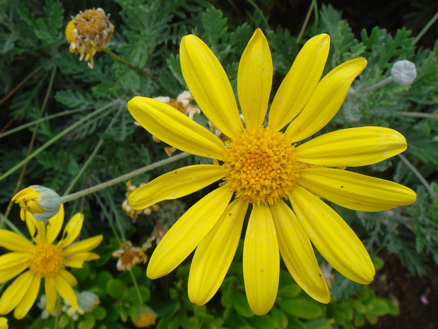 Эуриопс гребенчатый - Euryops pectinatus
