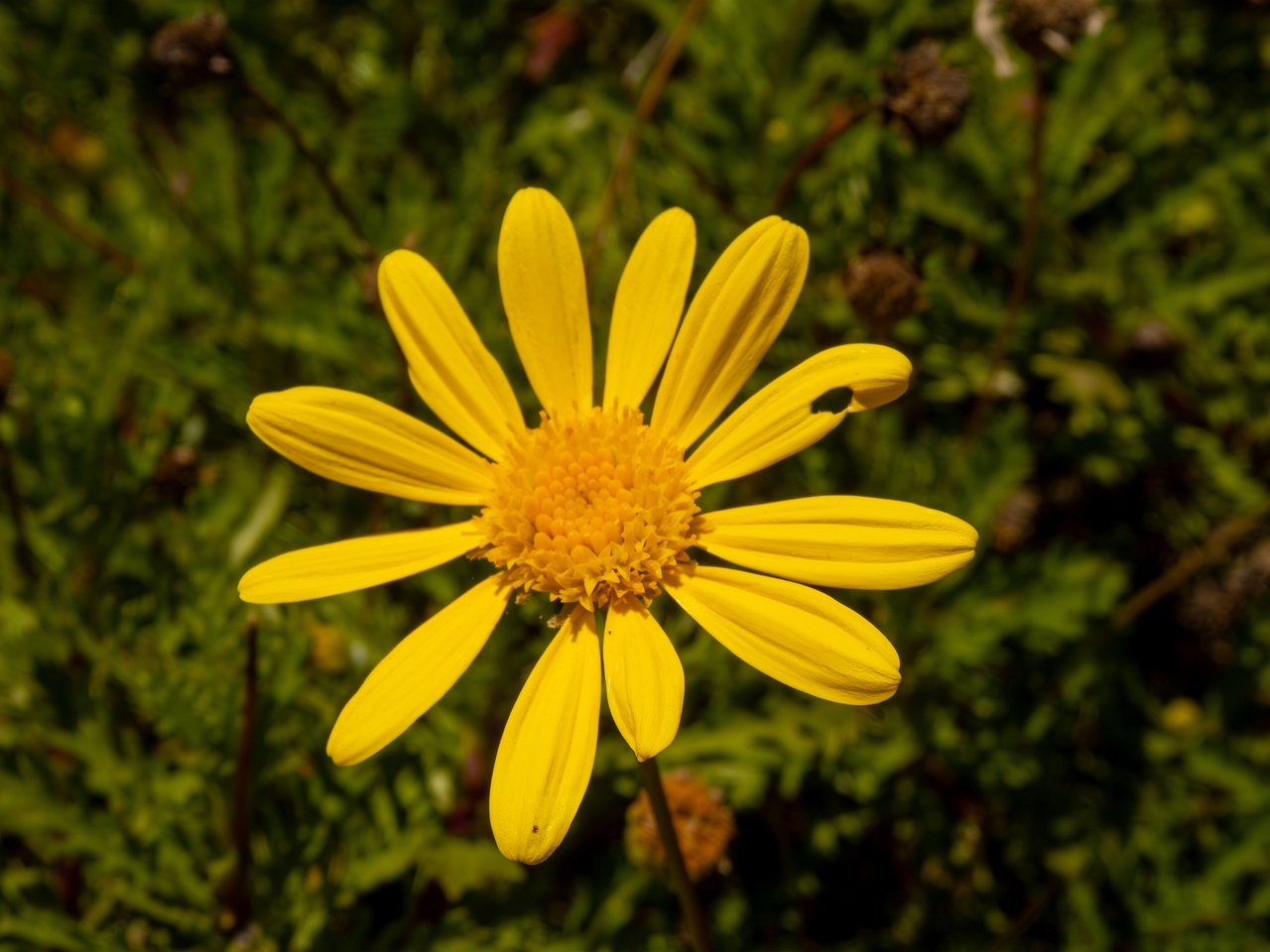 Euryops pectinatus _2025-05-12_1-4