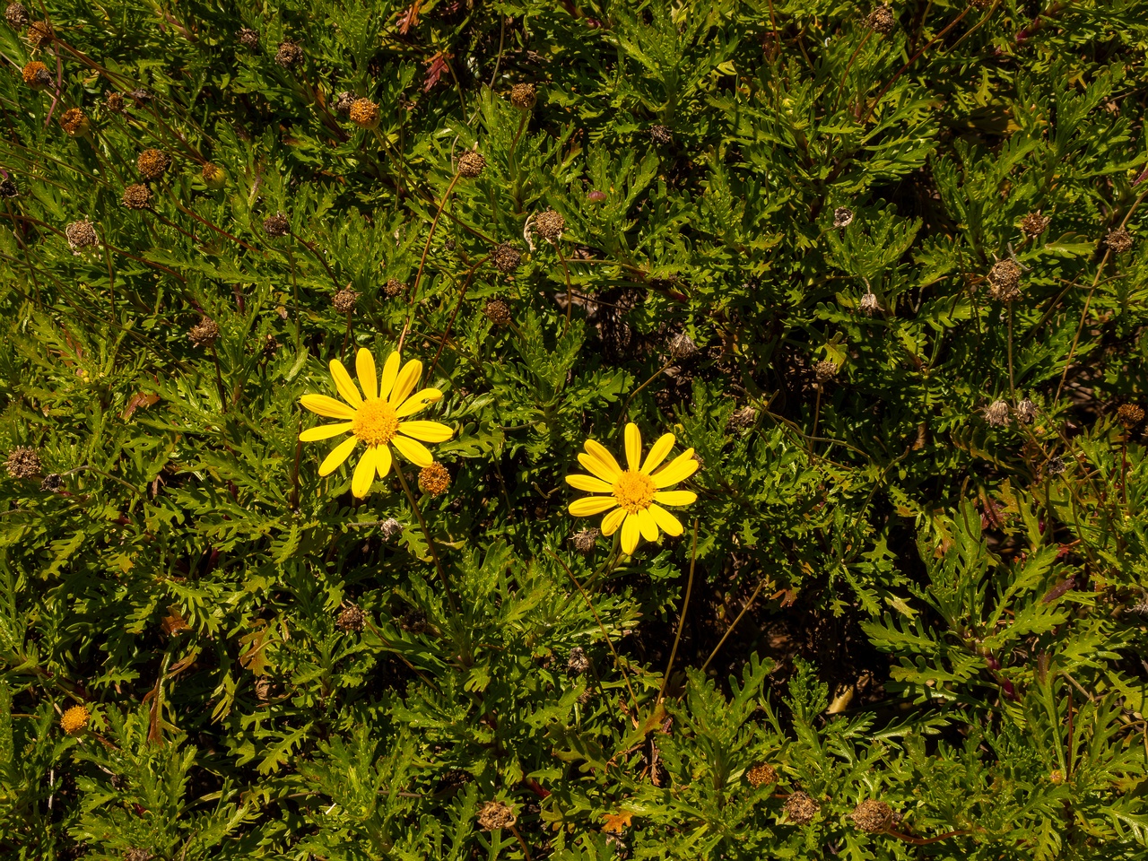 Euryops pectinatus _2025-05-12_1-5