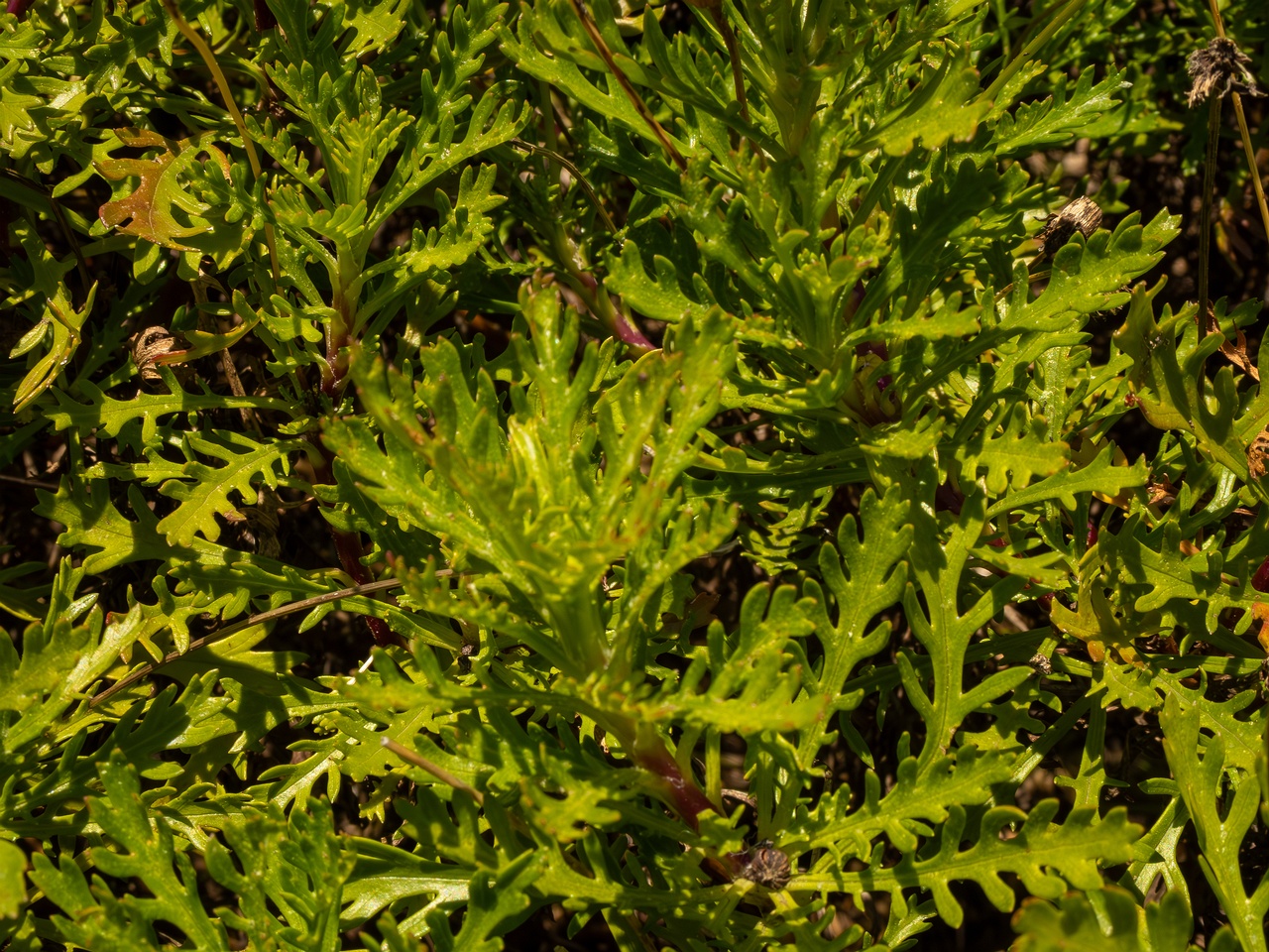 Euryops pectinatus _2025-05-12_1-6