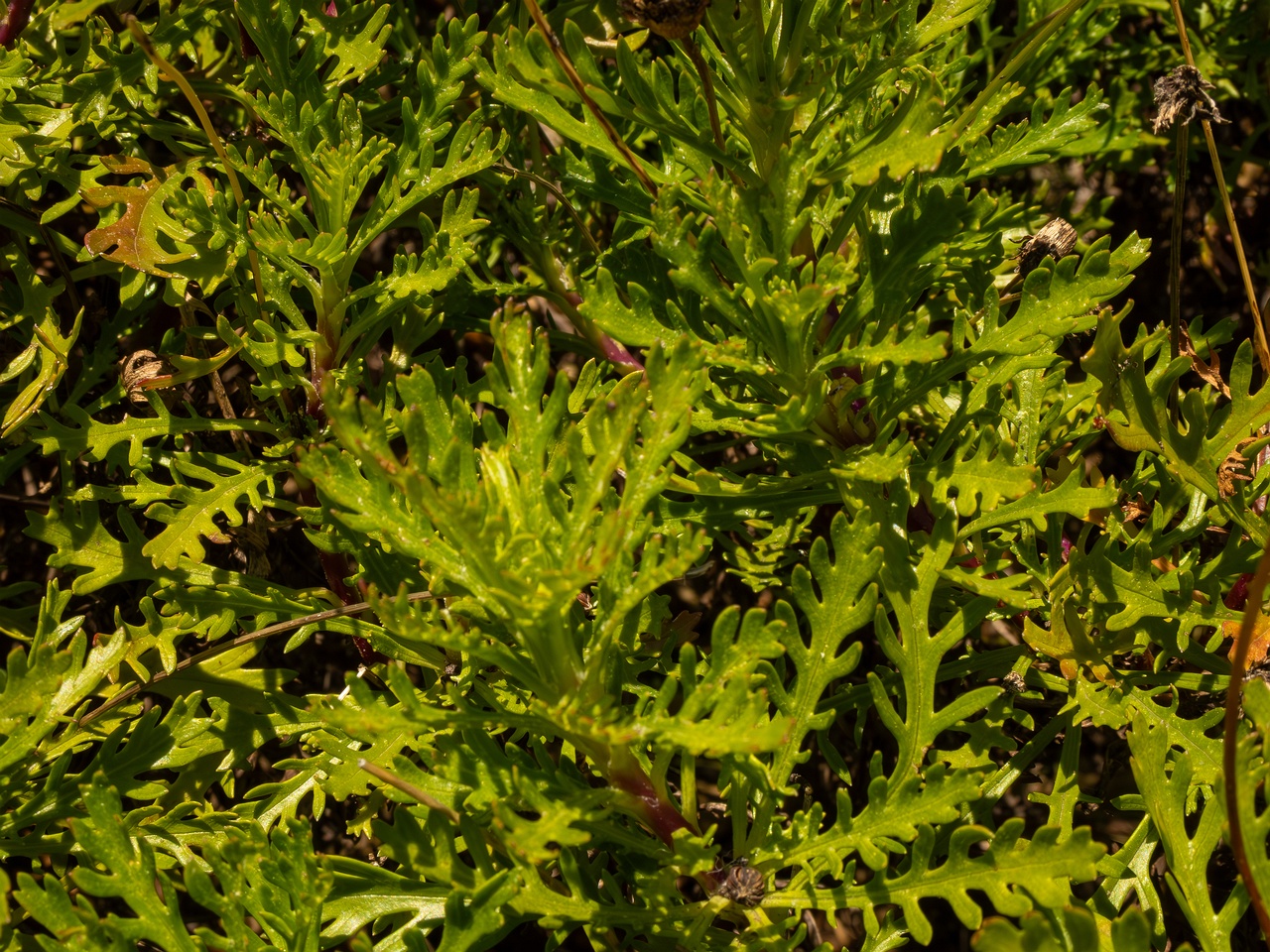 Euryops pectinatus _2025-05-12_1-7