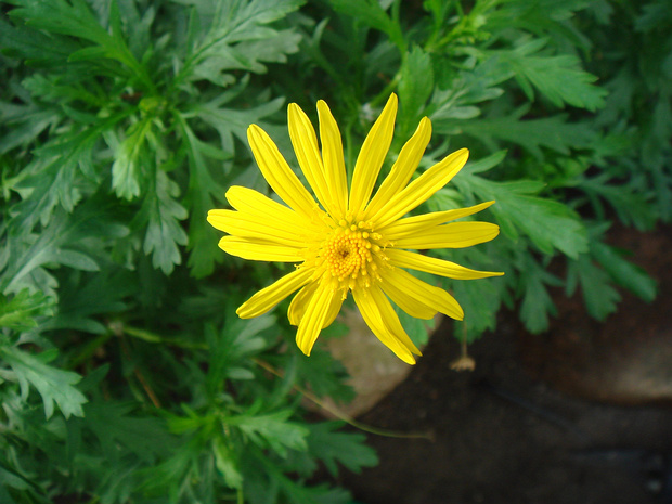 Эуриопс хризантемовый - Euryops chrysanthemoides