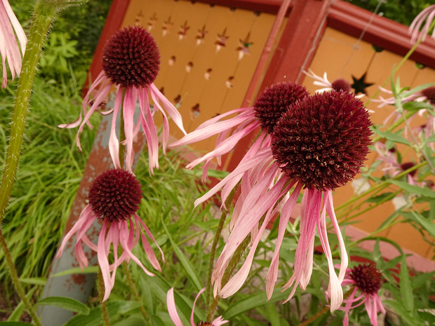 Эхинацея бледная - Echinacea pallida
