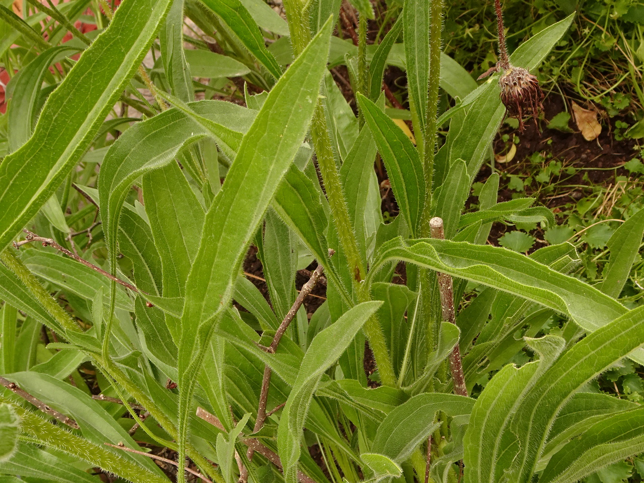 DSC04918