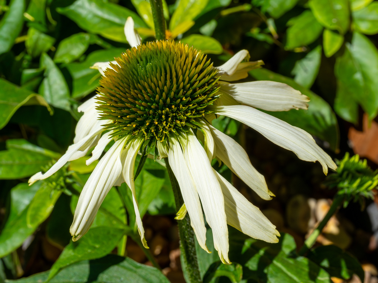 !mothers_patio_garden-20