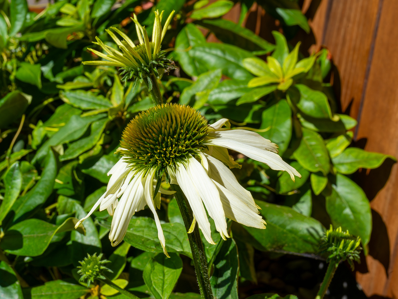 mothers_patio_garden-16