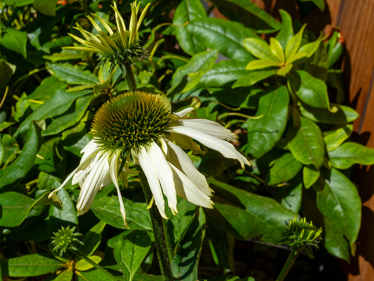 mothers_patio_garden-17