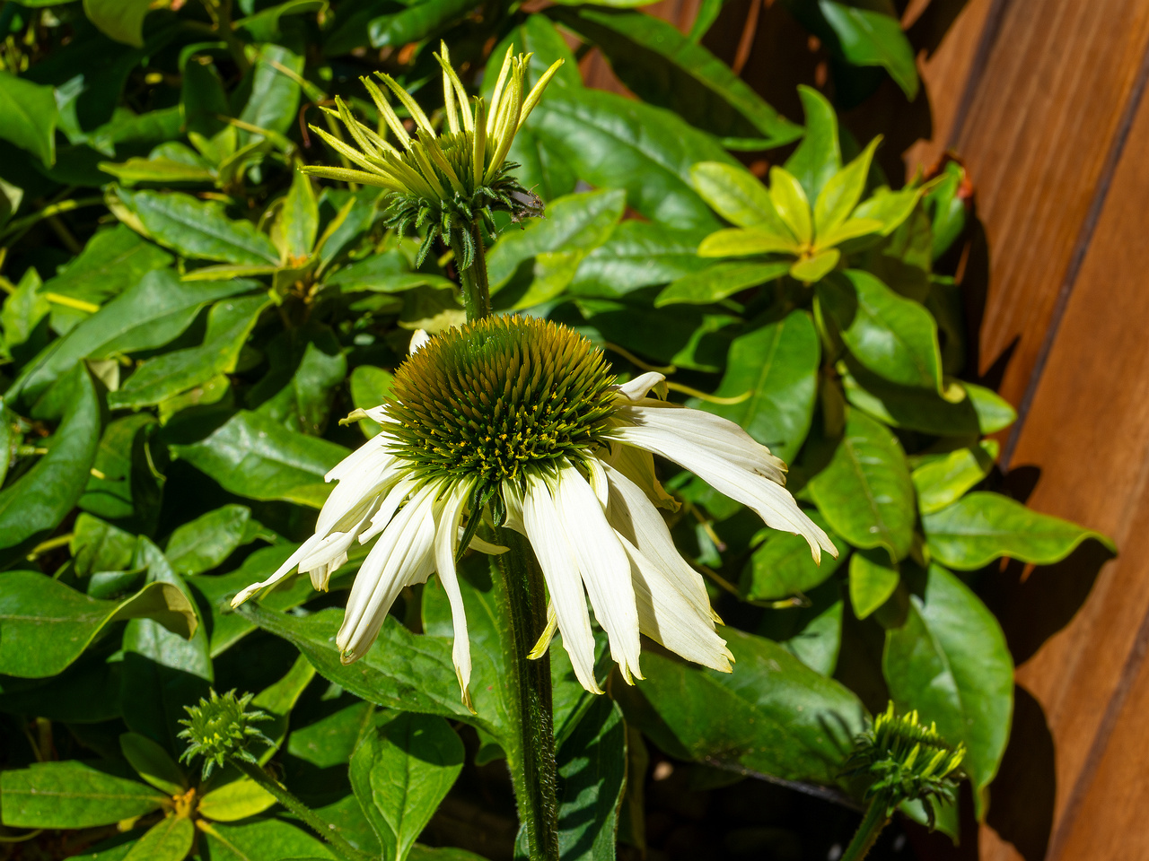 mothers_patio_garden-18