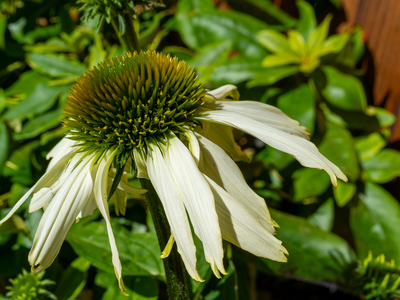 mothers_patio_garden-19