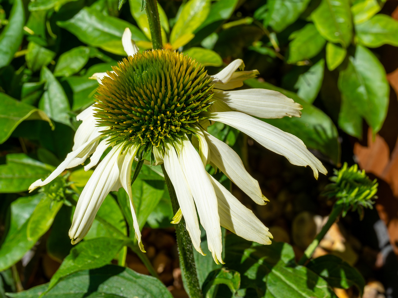 mothers_patio_garden-21