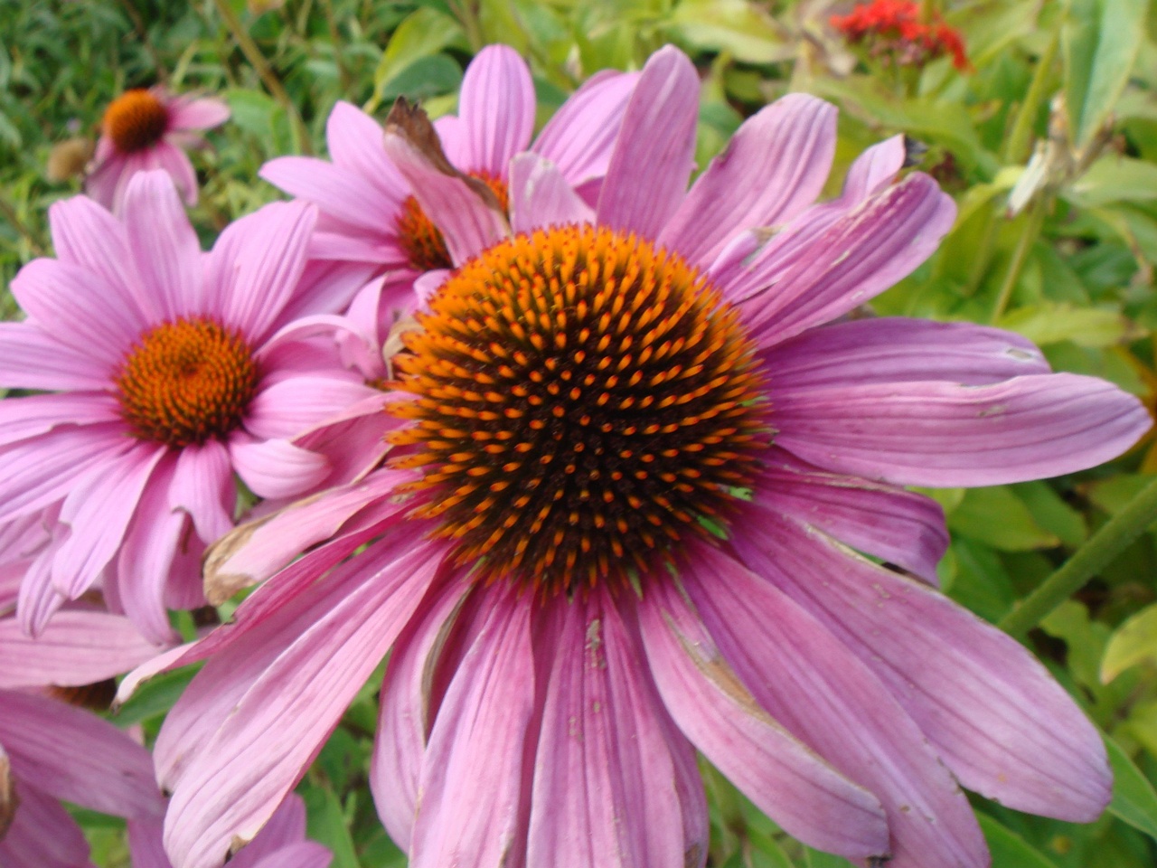 0DSC09500