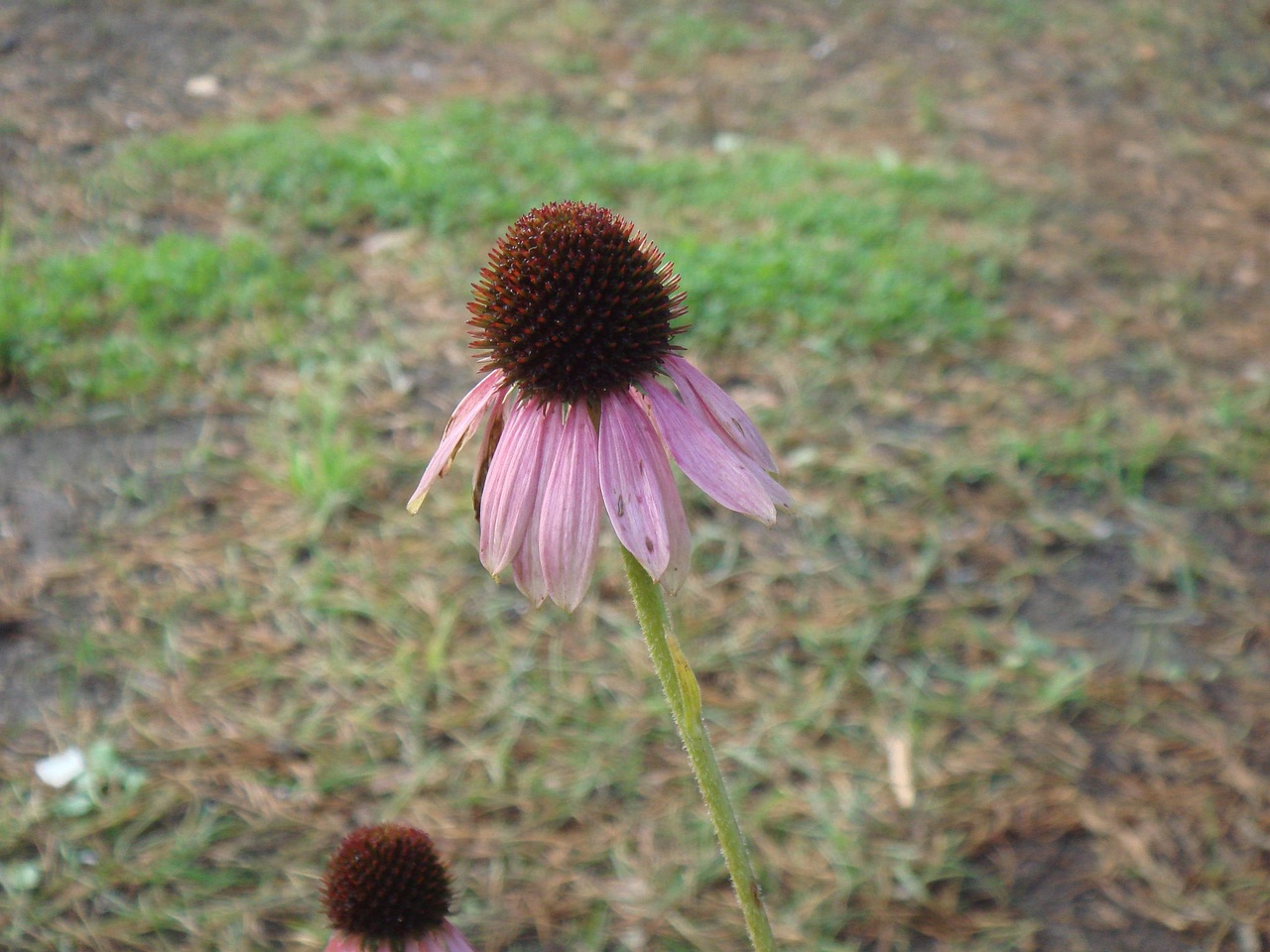 DSC03979