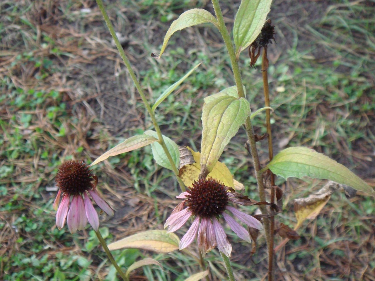 DSC03980