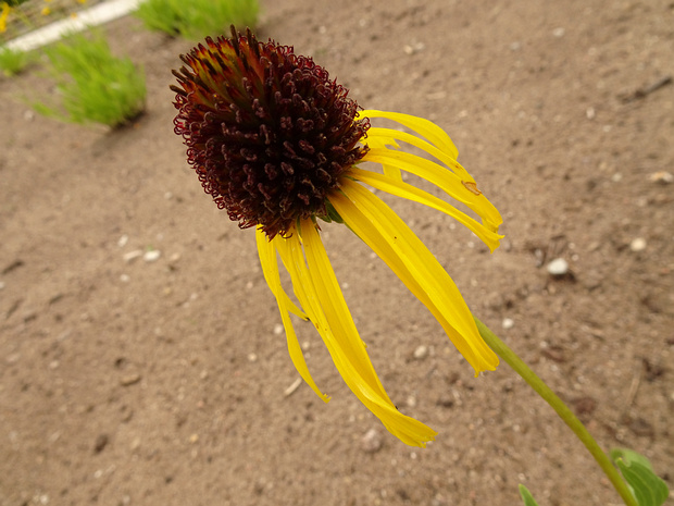 Эхинацея странная - Echinacea paradoxa