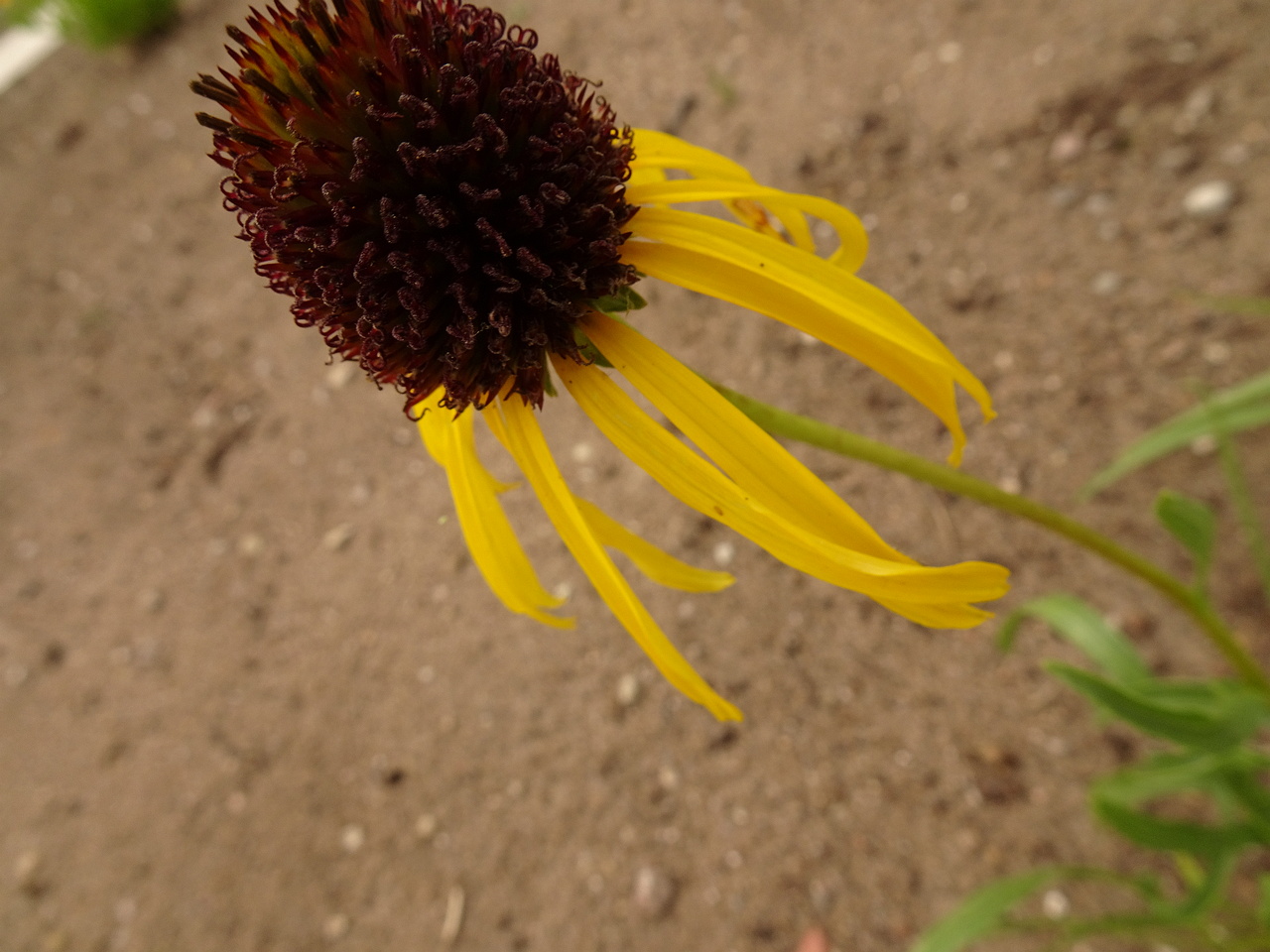 DSC05084