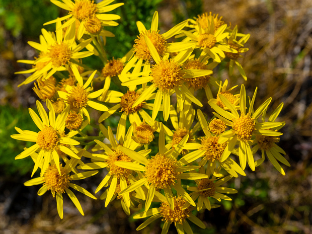 Якобея обыкновенная - Jacobaea vulgaris
